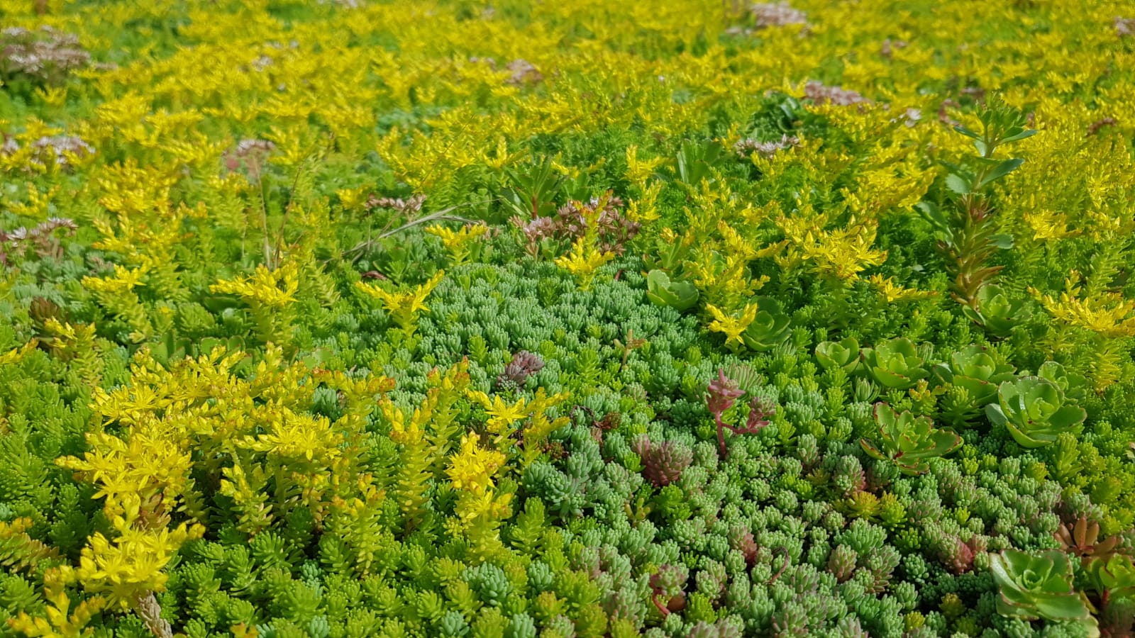 Waarom sedum?
